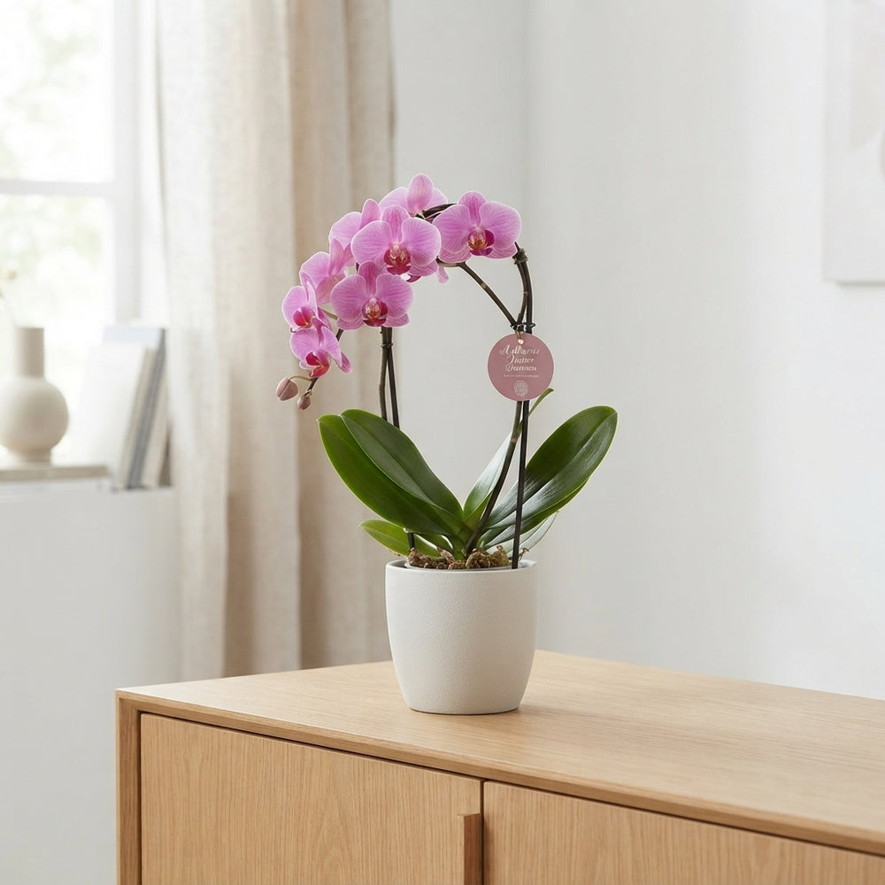 Mixed Phalaenopsis Orchid – 12cm Pot, 45cm High