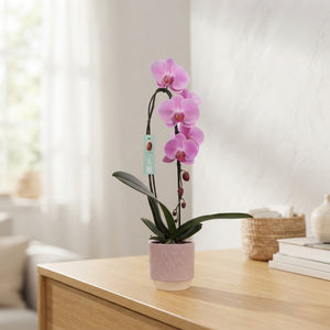 Mixed Phalaenopsis Orchid – 2 Stem, 12cm Ceramic Pot