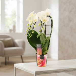 White Phalaenopsis Orchid ‘Triple Tropic Snowball’ – 12cm Pot