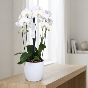 White Phalaenopsis Orchid – 25cm Pot, 80cm High