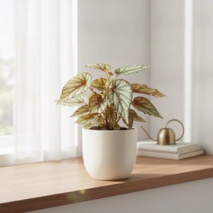 Mixed Begonia Rex Foliage Plant – 13cm Pot