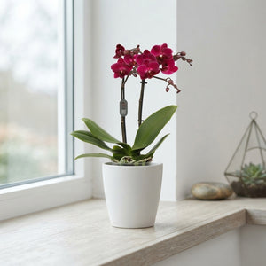 Purple Phalaenopsis Orchid – 2 Stem, 12cm Pot