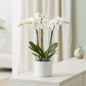 White Phalaenopsis Orchid – 4 Stem, 12cm Pot
