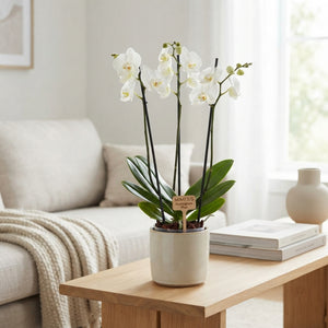 White Phalaenopsis Orchid – 12cm Pot, 70cm High