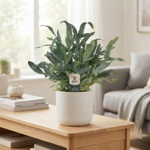 Blue Star Fern (Phlebodium) – 14cm Pot