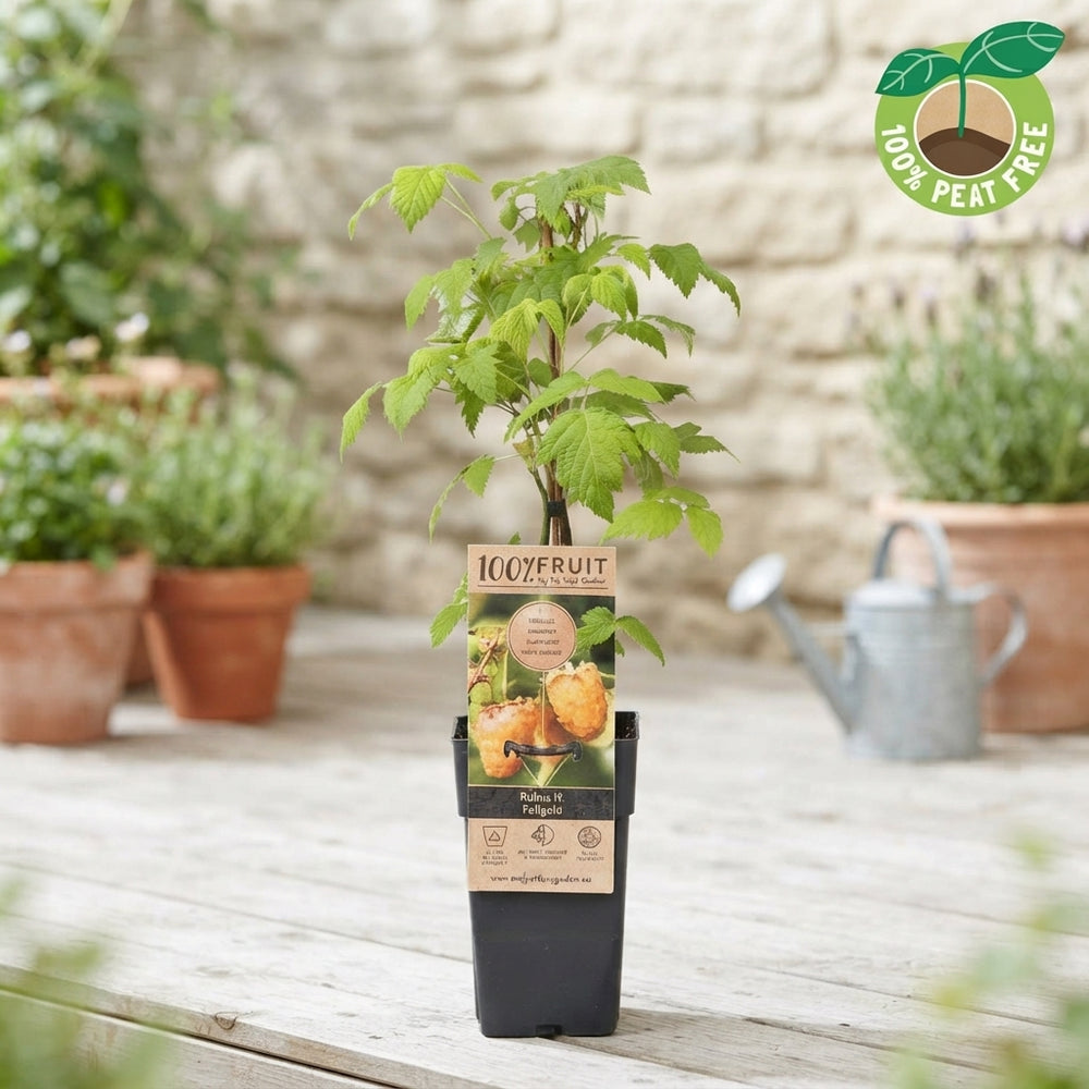 Rubus Berry Plant – White Fruit, 15cm Pot