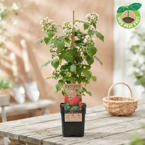 White Rubus Plant – 15cm Pot, Approx. 50cm High