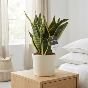 Sansevieria Futura Superba – 12cm Pot