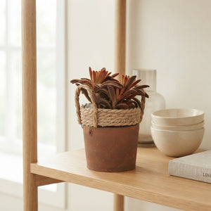 Mixed Succulent Collection – 14cm Ceramic Pot