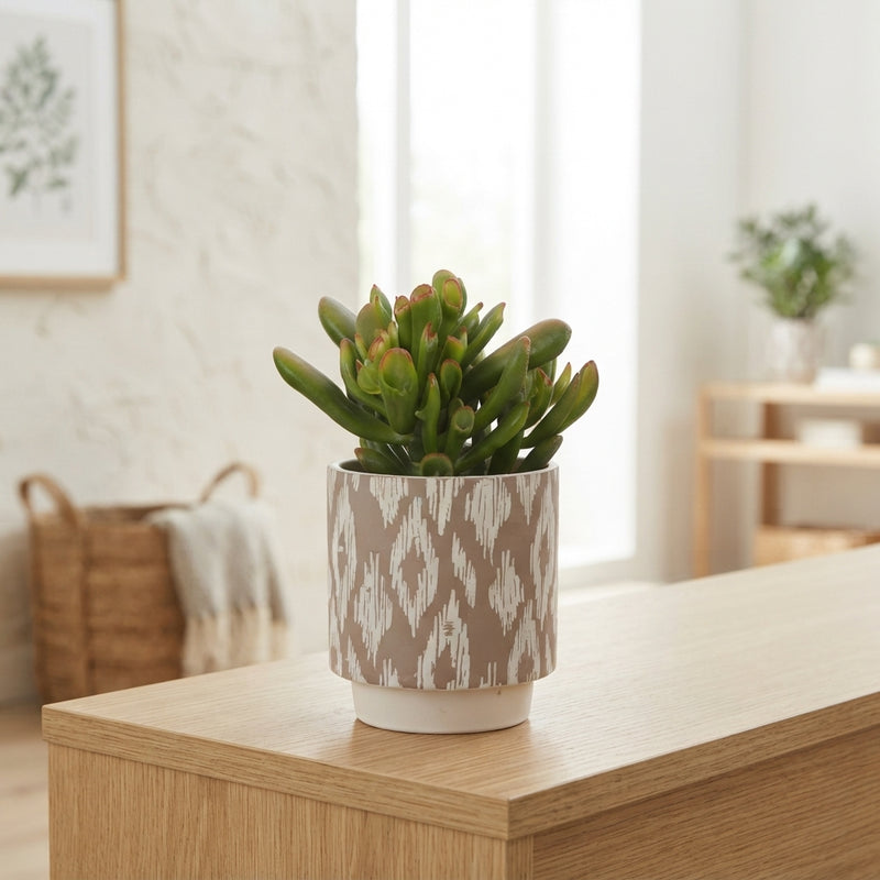 Mixed Succulent Arrangement in Ceramic Marquesas Pot – 14cm