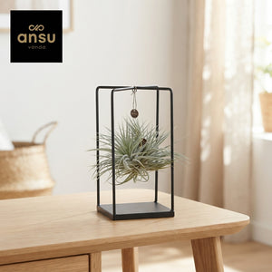 Tillandsia Ionantha Air Plant Ring – 17cm