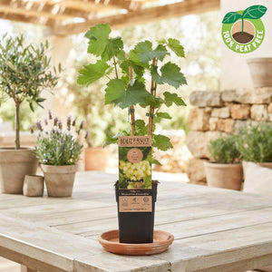 Muscat of Alexandria Grape Vine (Vitis vinifera) – 15cm Pot