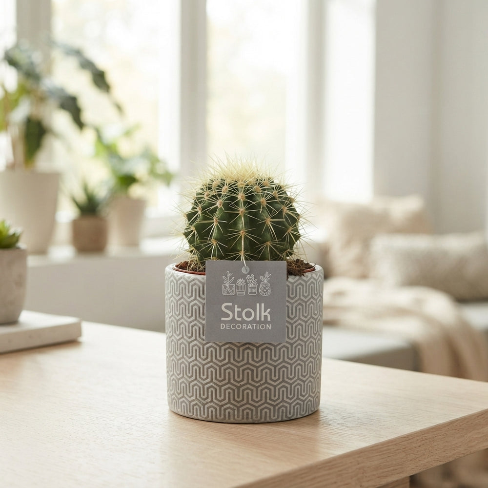 Mixed Cactus Collection in Gaia Ceramic Pot – 13cm