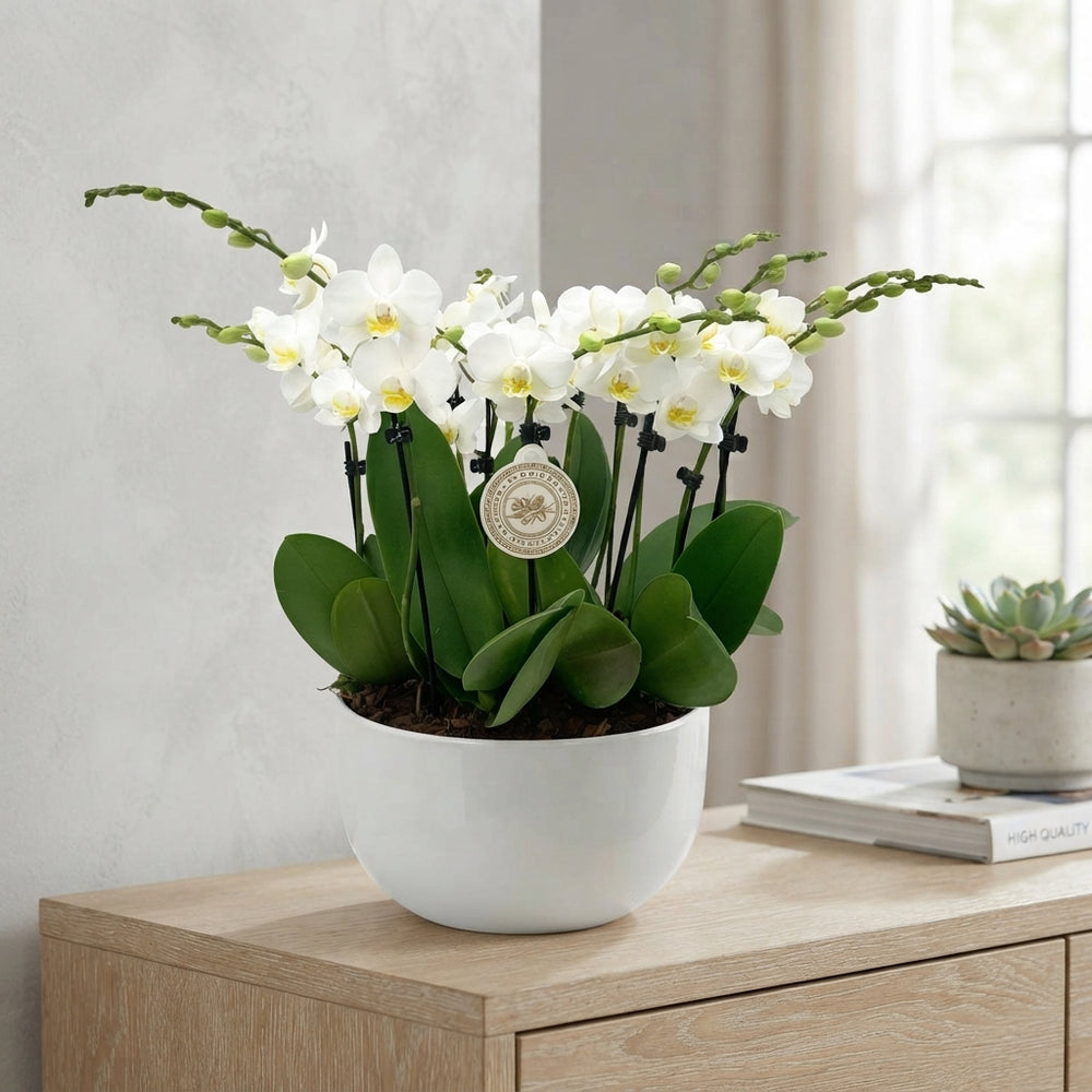 White Phalaenopsis Orchid – 25cm Pot, 45cm Tall