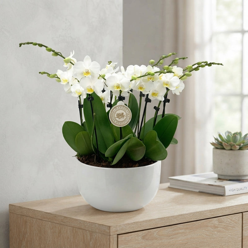 White Phalaenopsis Orchid – 25cm Pot, 45cm Tall