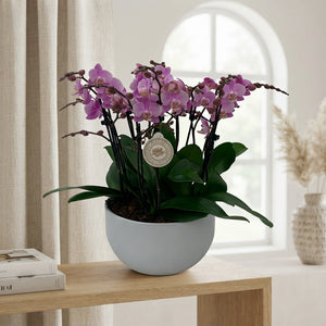 White Phalaenopsis Orchid – 25cm Pot, 45cm Tall