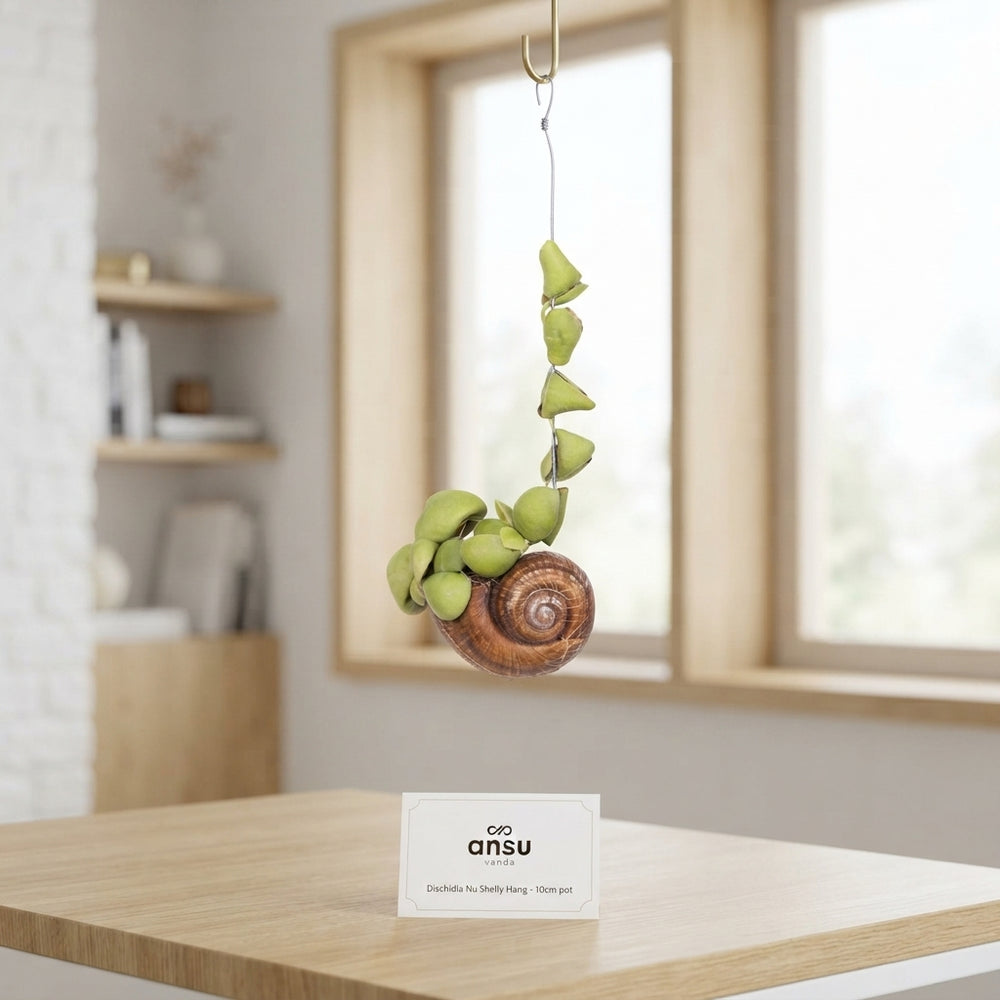 Dischidia ‘Nu Shelly’ – 10cm Hanging Pot