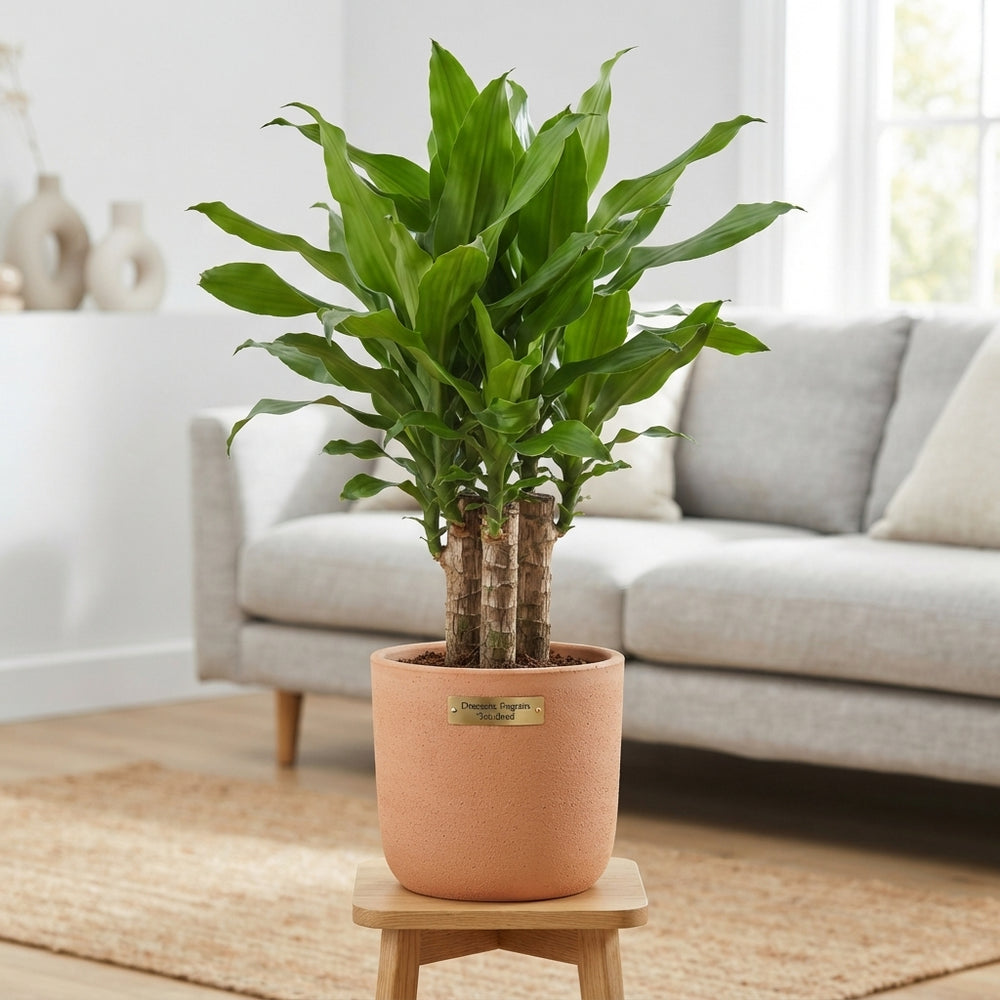 Dracaena fragrans Green Houseplant – 17cm Pot