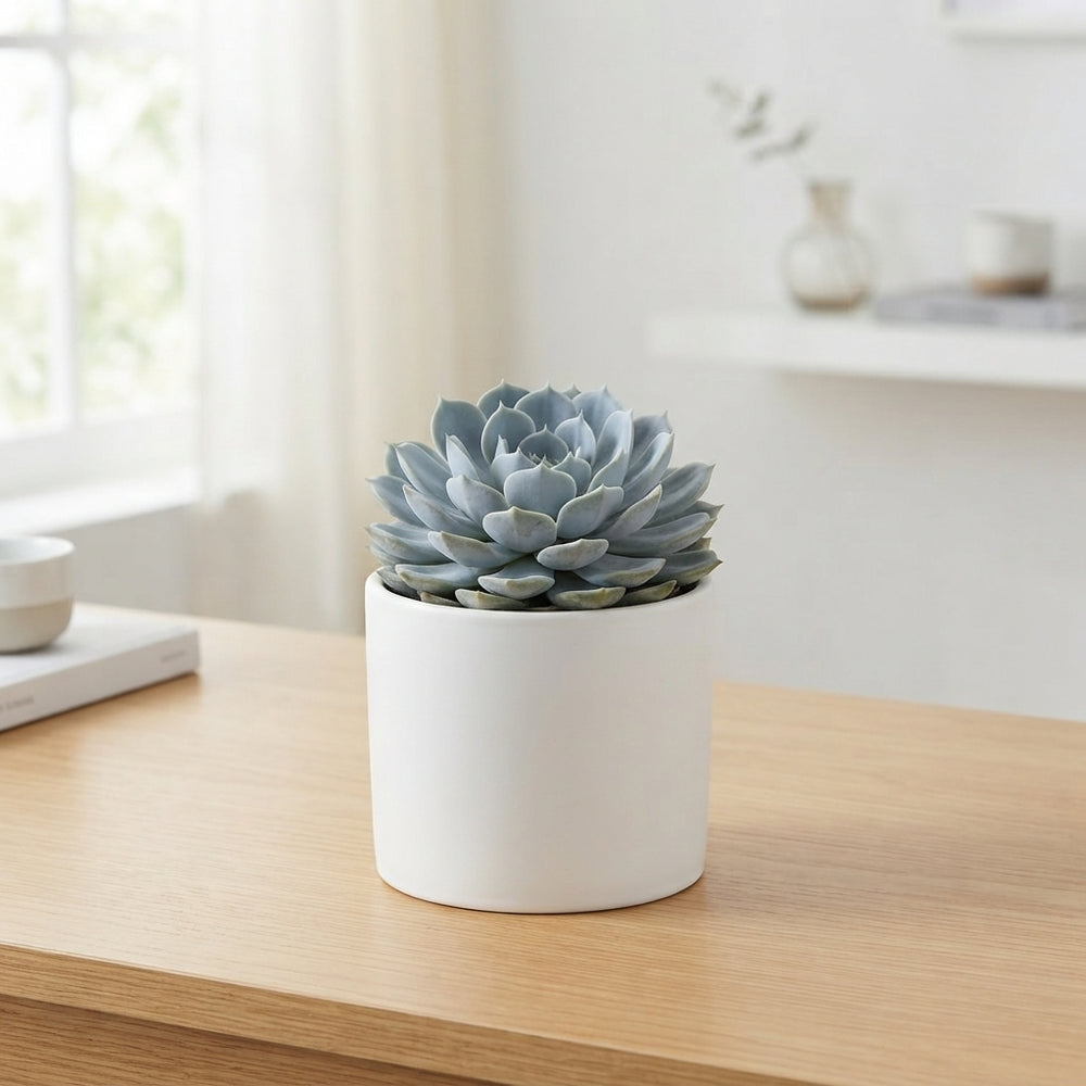 Mixed Echeveria Succulent – 8.5cm Pot
