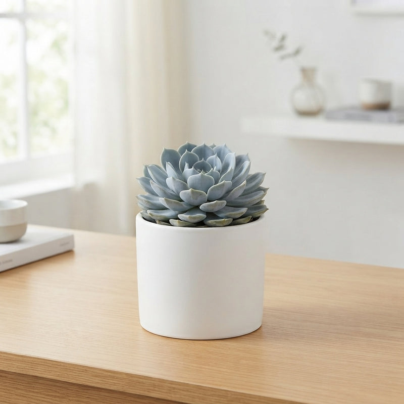 Mixed Echeveria Succulent – 8.5cm Pot