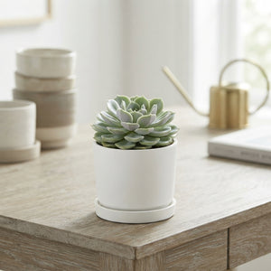 Echeveria ‘Lola’ Succulent – 8.5cm Pot