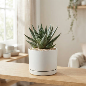 Gasterhaworthia ‘Royal Highness’ – 10.5cm Pot