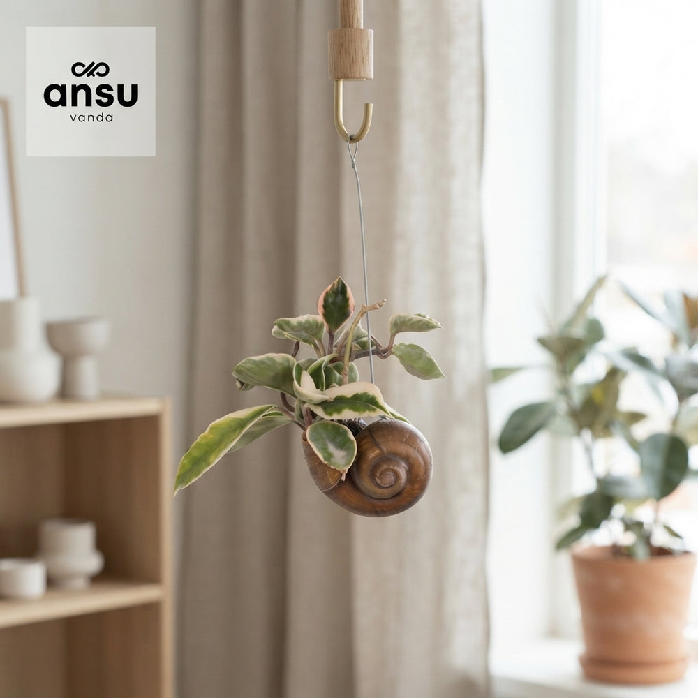 Hoya Hanging Plant – 10cm Pot