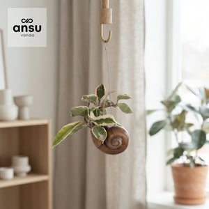 Hoya Hanging Plant – 10cm Pot