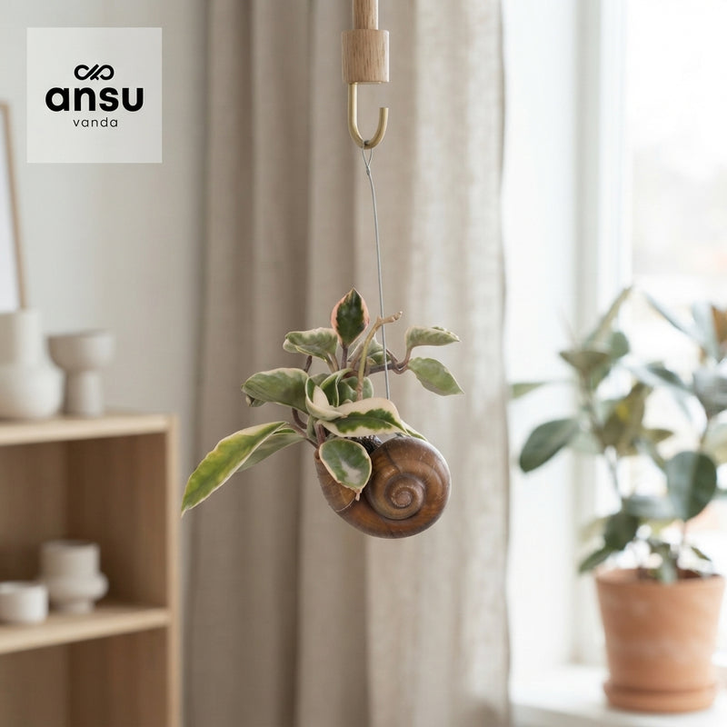 Hoya Hanging Plant – 10cm Pot