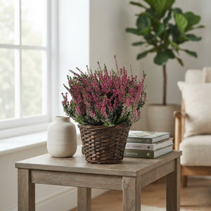 Calluna vulgaris Heather – 22cm Pot