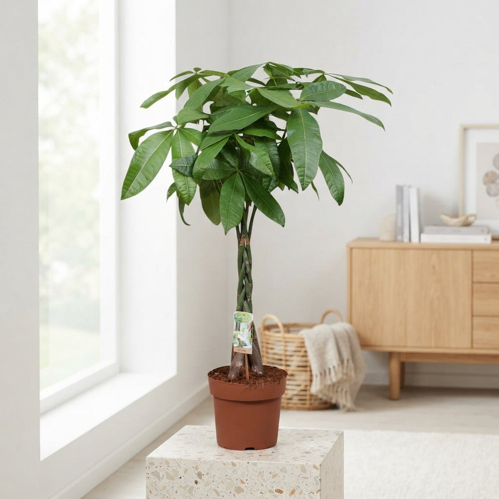Money Tree (Pachira aquatica) – 24cm Pot