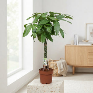 Money Tree (Pachira aquatica) – 24cm Pot