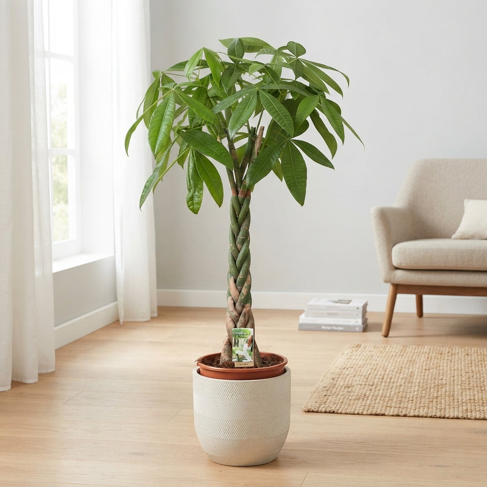 Money Tree (Pachira aquatica) – 27cm Pot, 130cm Tall