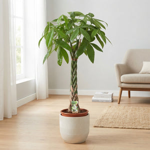 Money Tree (Pachira aquatica) – 27cm Pot, 130cm Tall