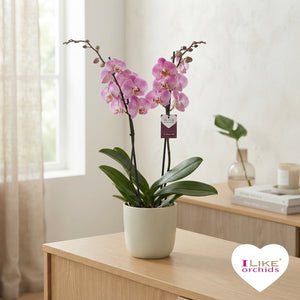 Pink Phalaenopsis Orchid – 2 Stem, 12cm Pot