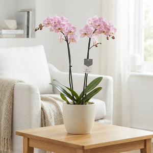 Pink Spotted Phalaenopsis Orchid – 12cm Pot