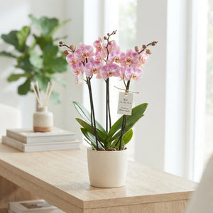 Pink Spotted Phalaenopsis Orchid – 12cm Pot