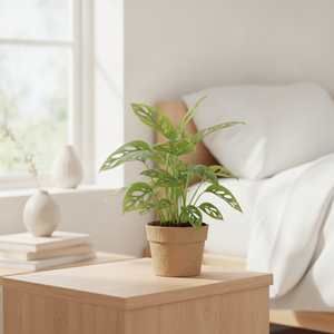 Swiss Cheese Vine (Monstera adansonii) – 12cm Pot