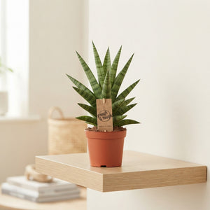 Sansevieria Cylindrica ‘Tough Lady’ – 10.5cm Pot