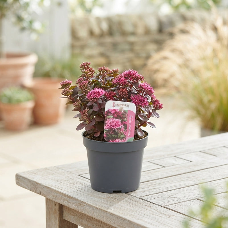 Mixed Sedum Plants – 13cm Pot