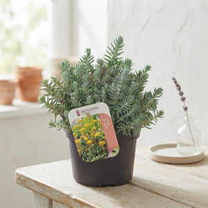 Blue Spruce Stonecrop (Sedum reflexum) – 13cm Pot