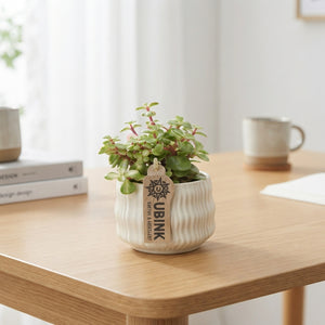 Mixed Succulent Arrangement – 8.5cm Ceramic Pot
