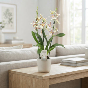 White Cambria Orchid ‘Renaissance’ – 12cm Pot