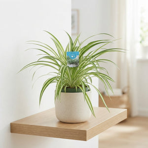 Spider Plant (Chlorophytum comosum) – 14cm Pot