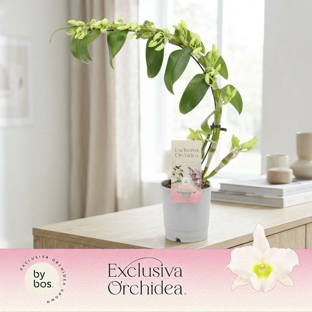 White Dendrobium Nobile Orchid – 12cm Pot