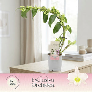 White Dendrobium Nobile Orchid – 12cm Pot
