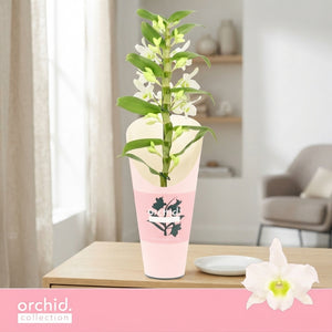 White Dendrobium Nobile Orchid – 12cm Pot, 50cm High