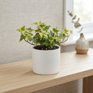 Mixed Ivy (Hedera helix) – 8.5cm Pot