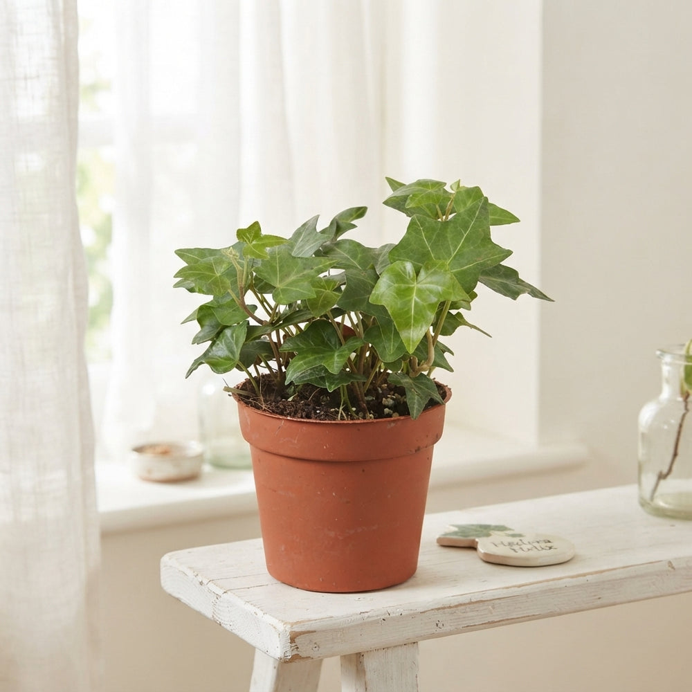 Green English Ivy (Hedera helix) – 9cm Pot