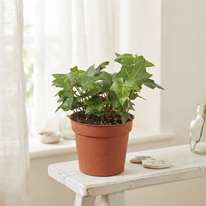 Green English Ivy (Hedera helix) – 9cm Pot